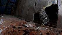 Little owl (Athene noctua) arriving at hole in the roof structure, Somerset, UK, June.