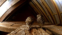 Little owl (Athene noctua) pair on roof timbers looking for food in the wood, before they are startled by noisy wind, then fly away, Brompton Ralph, Somerset, UK, February.