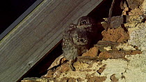 Little owl (Athene noctua) chicks perched on barn roof exterior calling, before an adult arrives to feed them, Somerset, UK, June.