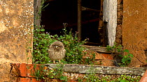 Little owl (Athene noctua) fledgling hopping through broken barn window, lands on window sill outide, before hoping back inside, Somerset, UK, June .