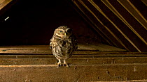 Little owl (Athene noctua) landing on beam in barn roof, before flying towards camera, then leaving, Somerset, UK, March.