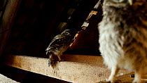 Little owl (Athene noctua) fledglings perched on beam inside barn waiting to be fed. One chick preens itself before stretching, while the other chick flies towards camera, sitting in front of it befor...