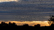 Large flock of Common starlings (Sturnus vulgaris) flying into reedbed to roost at sunset, Ham Wall, Somerset Levels, UK, October.