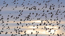 Large flock of Common starlings (Sturnus vulgaris) flying into reedbed to roost, Ham Wall, Somerset Levels, UK, October.