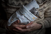 A rescued grey-headed Flying-fox (Pteropus poliocephalus), aged ten weeks, swaddled in a &#39;mumma roll&#39; and held by his carer, Bianca Keating. South Oakleigh, Victoria, Australia. Model Released...