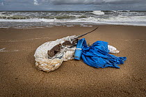 Drowned Australasian Gannet (Morus serrator) found entangled in a Bureau of Meteorology radiosonde (i.e. weather balloon). Brighton Beach, Victoria, Australia. Editorial use only.