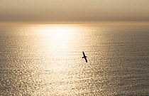 Fulmar (Fulmarus glacialis) flying, silhouetted against the sea and sky at sunset, Orkney, Scotland, UK, June.
