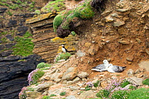 Fulmar (Fulmarus glacialis) pair huddled together at nesting site, with tussocks of Sea pinks (Armeria maritima) and a perched Puffin (Fratercula arctica) in background, Orkney, Scotland, UK, May.