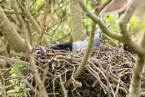Hooded crow (Corvus cornix) sitting on nest in low tree, Orkney, Scotland, UK, May.
