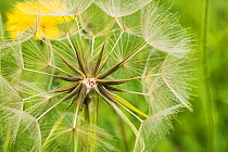 Meadow salsify (Tragopogon pratensis) close up of seed head, Daneway Banks, Stroud, Gloucestershire, UK, June.