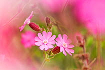Red Campion (Silene dioica) flowers framed by out of focus flowers to create soft foreground, Mendips, UK, July.