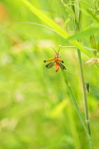 Common red soldier beetle (Rhagonycha fulva) on grass stem preparing to fly, hay meadow, Devon, UK, July.