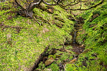 Wooded glade with stream and banks covered with Primroses (Primula vulgaris) and gnarled Sycamore tree (Acer pseudoplatanus), Island of Hoy, Orkney, Scotland, UK, May 2021.