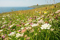 Flower-rich grassland with Wild carrot (Daucus carota) and Red clover (Trifolium pratense) conspicuous, beside Jurassic Coast path, near Swanage, Dorset, UK, July 2021.