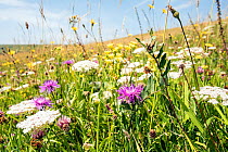 Flower-rich grassland, beside Jurassic coast path, near Swanage, Dorset, UK, July 2021.