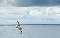 Fulmar (Fulmarus glacialis) in flight with open sea and clouds, Orkney, Scotland, UK, May.