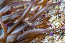 Glass shrimp / Cleaner shrimp (Periclimenes scriptus) commensal with Sand anemone (Condylactis aurantiaca) Vis Island, Croatia, Adriatic Sea, Mediterranean.