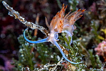 Sea slug (Dondice / Godiva banyulensis) Vis Island, Croatia, Adriatic Sea, Mediterranean.