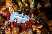 Flat worm (Prostheceraeus sp.) on coral, rare albino species which inhabits poorly lit environments, Vis Island, Croatia, Adriatic Sea, Mediterranean.