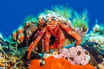 Hermit crab (Dardanus calidus) Vis Island, Croatia, Adriatic Sea, Mediterranean.
