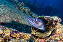 Conger eel (Conger conger) in wreck of Teti, sunk in a storm in 1930, Komiza, Vis Island, Croatia, Adriatic Sea, Mediterranean.