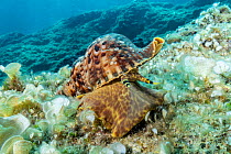 Triton shell (Charonia variegata) on seabed, Komiza, Vis Island, Croatia, Adriatic Sea, Mediterranean.