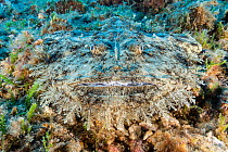 Monkfish / Angler camouflaged against seabed (Lophius piscatorius), Komiza, Vis Island, Croatia, Adriatic Sea, Mediterranean.