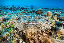 Monkfish / Angler camouflaged against seabed (Lophius piscatorius), Komiza, Vis Island, Croatia, Adriatic Sea, Mediterranean.