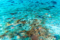 Monkfish / Angler (Lophius piscatorius) swimming over seabed, Komiza, Vis Island, Croatia, Adriatic Sea, Mediterranean.