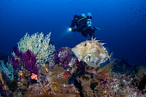 Scuba diver with torch over reef with John Dory (Zeus Faber) and Gold coral (Savalia savaglia) and shoal of small fish in distance, Bishevo wall dive site, Vis Island, Croatia, Adriatic Sea, Mediterra...