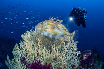 Scuba diver with torch over reef with John Dory (Zeus Faber) and Gold coral (Savalia savaglia) and passing shoal of fish in distance, Bishevo wall dive site, Vis Island, Croatia, Adriatic Sea, Mediter...