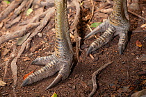 Close up of Double-wattled cassowary (Casuarius casuarius) feet, Kuranda, Queensland,Australia.  IUCN: Vulnerable.