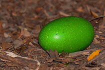 Southern Double-wattled cassowary (Casuarius casuarius johnsoni) green egg, Currumbin Sanctuary, Queensland, Australia. Captive.  IUCN: Vulnerable.