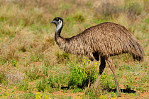 Emu (Dromaius novaehollandiae) walking, Windorah, Queensland, Australia.