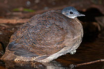 Great tinamou (Tinamus major) crouched in water pond, Zoo Ave, Alajuela, Costa Rica. Captive.