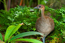Great tinamou (Tinamus major) in between vegetation, Jacobo Lacs breeding facilities, Colon, Panama. Captive.