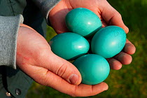 Great tinamou (Tinamus major) egg clutch held in a keeper&#39;s hands, Cracid Breeding Conservation Center, Zutendaal, Belgium. Captive.