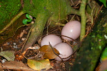 Thicket Tinamou (Crypturellus cinnamomeus) eggs in between tree roots, Zoo Ave, Alajuela, Costa Rica. Captive.