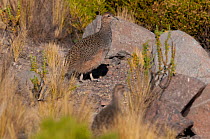 Ornate tinamou (Nothoprocta ornata), Reserva Nacional Salinas Aguada Blanca, Arequipa, Peru.