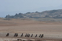 Humboldt penguin (Spheniscus humboldti) waddle walking across arid landscape, Guanera Punta San Juan reserve, Ica, Peru.  IUCN: Vulnerable.