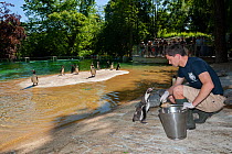 Zoo keeper feeding Humboldt penguin (Spheniscus humboldti) in their enclosure, Zooparc Beauval, France, 2009. Captive.  IUCN: Vulnerable.