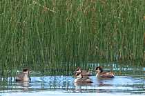 Four Short-winged grebes (Rollandia microptera) in front of reeds, Lake Titicaca, Bolivia.  IUCN: Endangered.
