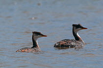 Two Short-winged grebes (Rollandia microptera) resting on Lake Titicaca, Bolivia.  IUCN: Endangered.