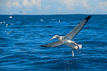 Low-flying Gibson&#39;s albatross (Diomedea antipodensis gibsoni) with other seabirds in background, offshore, Wollongong, New South Wales, Australia.  IUCN: Vulnerable.