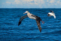Low-flying Gibson&#39;s albatross (Diomedea antipodensis gibsoni) with a gull in background, offshore, Wollongong, New South Wales, Australia.  IUCN: Vulnerable.