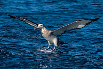 Gibson&#39;s albatross (Diomedea antipodensis gibsoni) landing on water, offshore, Wollongong, New South Wales, Australia.  IUCN: Vulnerable.
