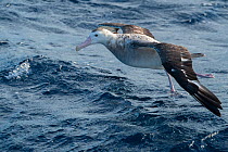 Gibson&#39;s albatross (Diomedea antipodensis gibsoni) taking off, offshore, Ulladulla, New South Wales, Australia.  IUCN: Vulnerable.