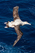Gibson&#39;s albatross (Diomedea antipodensis gibsoni) flying low over water, offshore, Ulladulla, New South Wales, Australia.  IUCN: Vulnerable.
