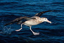 Gibson&#39;s albatross (Diomedea antipodensis gibsoni) take off, offshore, Ulladulla, New South Wales, Australia.  IUCN: Vulnerable.