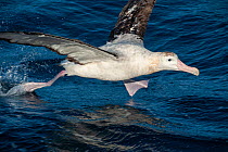 Gibson&#39;s albatross (Diomedea antipodensis gibsoni) taking off from ocean Ulladulla, New South Wales, Australia.  IUCN: Vulnerable.